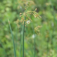 Image result for Schoenoplectus muricinux