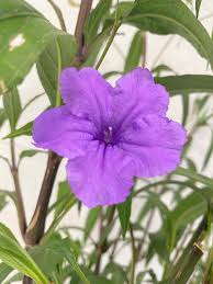 Image result for Ruellia cordata