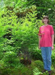 Image result for Osmunda regalis