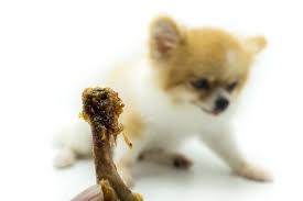 Eek Your Dog Ate A Chicken Bone What Do You Do Next Find Out How To Handle A Dog Who Ate A Chicken Bone And Why M Dog Eating Pet Insurance