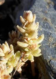 Image result for Crassula alsinoides