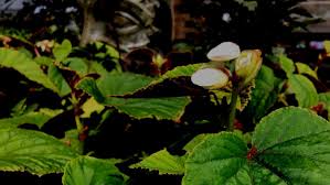 Image result for Rungia grandis