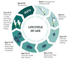 Image result for lice life cycle