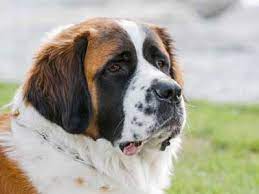 According to its size, the weight of the saint bernard male at 3 months should be between 22 and 25.5 kg. St Bernard Price Temperament Life Span