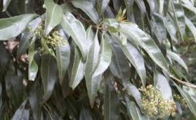 Image result for Heteropyxis natalensis