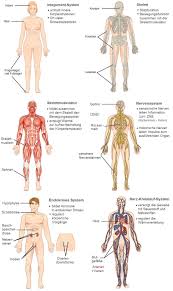Organsystem Wikipedia