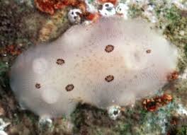 Image result for Selago dinteri