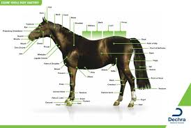 Enlargement Of The Equine Whole Body Anatomy Chart I Use To