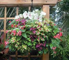 Sample Album 3 Side Planting Container Plants Hanging Flower Baskets Plants