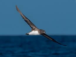 Image result for Pteris auquieri