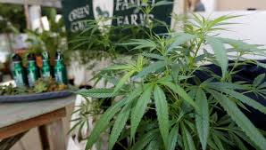 La intención es legalizar su uso lúdico de la mariguana y despenalizar la posesión de hasta 28 gramos para consumo personal y autorizar su cultivo. Mexico Suprema Corte Concede Tercer Amparo A Uso Ludico De Marihuana Mundo Gestion