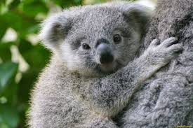 Baby koala with mom a baby koala is called ajoeywhich is the general name we associate to baby koalas, as well as they claim joey is not only used for. Koala Baby Im Duisburger Zoo Duisburg