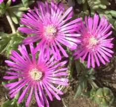 Image result for Delosperma tradescantioides
