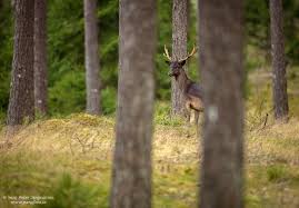 ⬇ ladda ner dovhjort stockfotografier hos den bästa bildbyrån ✔ rimliga priser ✔ miljontals premium högkvalitativa, royaltyfria stockfotografier, bilder och illustrationer. Dovhjort Fallow Deer Peter Angvarson Fotografi