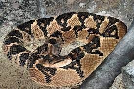 Animal A Day South American Bushmaster Snake Bushmaster Animals