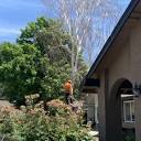 JOEL'S TREE SERVICES - Updated May 2024 - 20 Photos & 27 Reviews ...