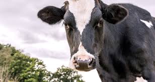 An official website of the united states government. Test Your Dairy Cow Knowledge With Our Quiz Farmers Almanac