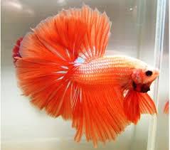 Orange betta fish premium photo. Rare Types Of Betta Fish Betta Fish World