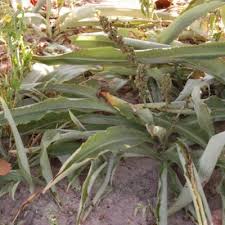 Image result for Chlorophytum anceps