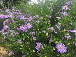 Image result for Boscia filipes