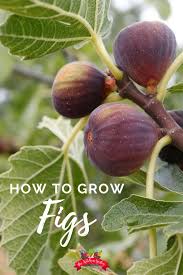 Maybe you would like to learn more about one of these? How To Plant Grow And Harvest Figs At Home The Kitchen Garten