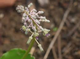 Image result for Ledebouria revoluta