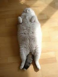 Pin On Fat Cat Haha