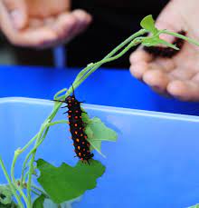 Aug 17, 2020 · 3. From A Caterpillar To A Butterfly Don T Eat Em Here S Why Bug Squad Anr Blogs