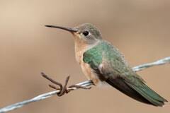 Zulia, VE · iNaturalist