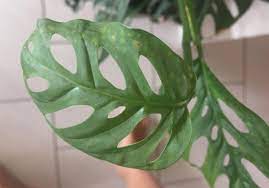 If the very tips of your leaves are turning brown, it could result from the entire soil drying out too much and/or from inconsistent and improper watering. What S Wrong With My Monstera Adansonii With Photos Gardening Forums