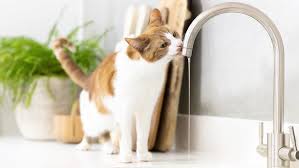 How often should cats drink water? Why Is Your Cat Drinking Lots Of Water Purina