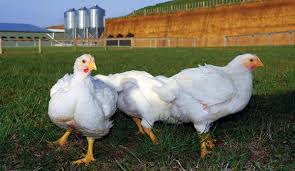 Lady Birds How To Raise Female Chickens As Broilers Hobby Farms