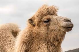 There are three common places from where c# objects are serialized in json format to the client you will find that the property names have automatically converted into their camel case equivalent. Serializing A Pascalcase Newtonsoft Json Jobject To Camelcase