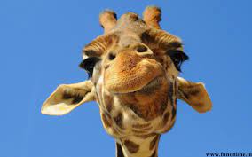 Monkey photographed a funny monkey. Giraffe Pictures Funny