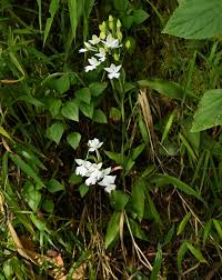 Image result for Habenaria subarmata
