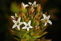 Image result for Thesium chimanimaniense