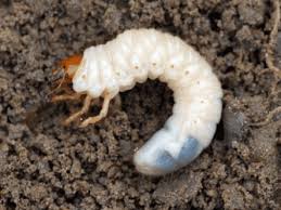 How To Control Chafer Grubs Leather Jackets