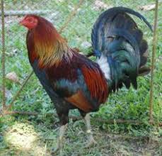Exotic Bird Eggs For Sale In India Nice Aseel Chicken Breeders Chicken Breeds Chicks For Sale
