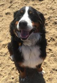 Join millions of people using oodle to find puppies for adoption, dog and puppy listings, and other pets adoption. Bernese Lost And Found