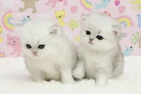 The persian is the glamor puss of the cat world. Pin By Bre Schaeffer On Too Much Cuteness Teacup Kitten Angora Cats Kitten Adoption