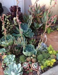 My mom and grandmother have kept a christmas cactus in their homes for as long as i can remember. 30 Incredible Front Yard Landscaping Ideas Page 7 Of 30 Gardenholic Succulents Succulent Garden Design Succulent Landscaping