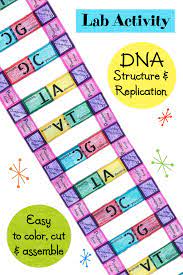 This worksheet was created for introductory start studying dna structure and replication pogil. Dna Structure And Replication Lab Activity Worksheet Lab Activities Dna Activities Free Science Worksheets