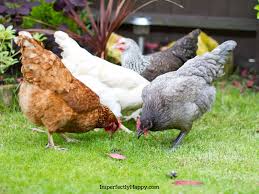 No matter what your favorite cooking style or meal is, there are outdoor kitchens that can make your culinary dreams come true. Secret Backyard Chickens How To Keep A Stealth Coop