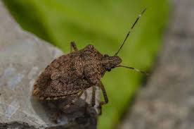 You can first try experimenting with different varieties. How To Control And Prevent Squash Bugs In Your Garden