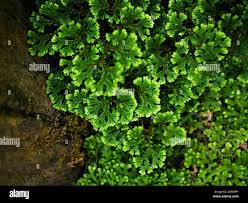 Image result for Selaginellaceae