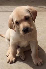 Collection of labrador puppies cute, labrador pics, if you are labrador lover, let follow @cutepestsz (cute pets) to see more pics about labrador puppies. Puppies For Sale Lori S Labradors
