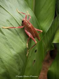 Image result for Enneapogon pretoriensis