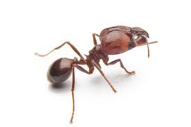 Fire ants little black ants pavement ants ants vs. When Are Fire Ants Active Massey Services Inc