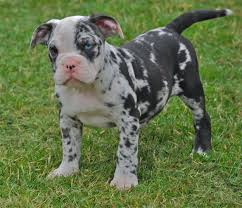 Give us a call today. Very Rare Blue Merle Olde English Bulldog Pups Wisbech Bulldog Puppies Miniature English Bulldog English Bulldog Puppies