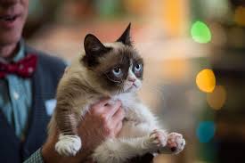 Grumpy Cat Wallpapers Wallpaper Cave